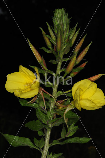 Grote teunisbloem (Oenothera erythrosepala)