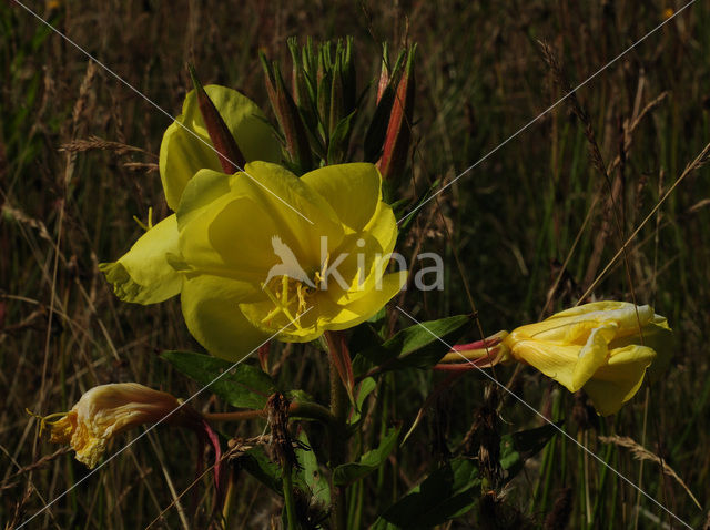 Grote teunisbloem (Oenothera erythrosepala)