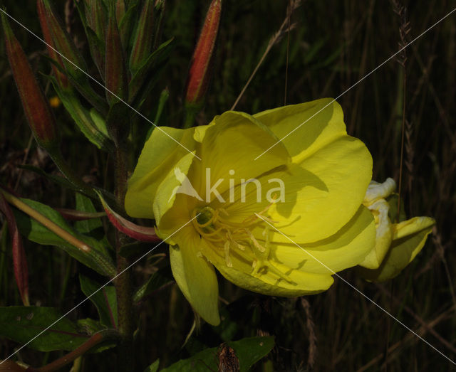 Grote teunisbloem (Oenothera erythrosepala)