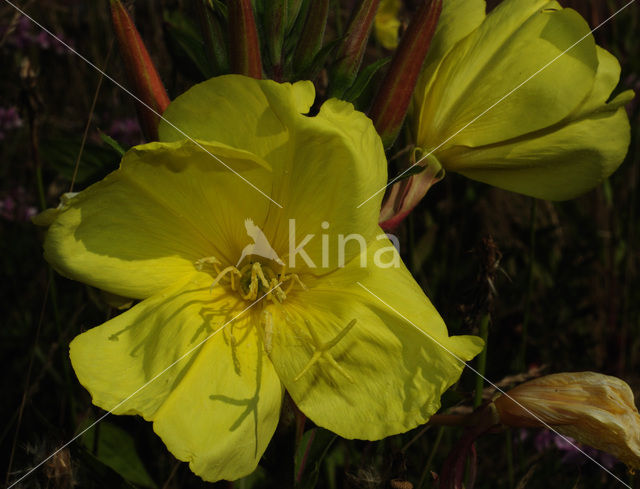 Grote teunisbloem (Oenothera erythrosepala)