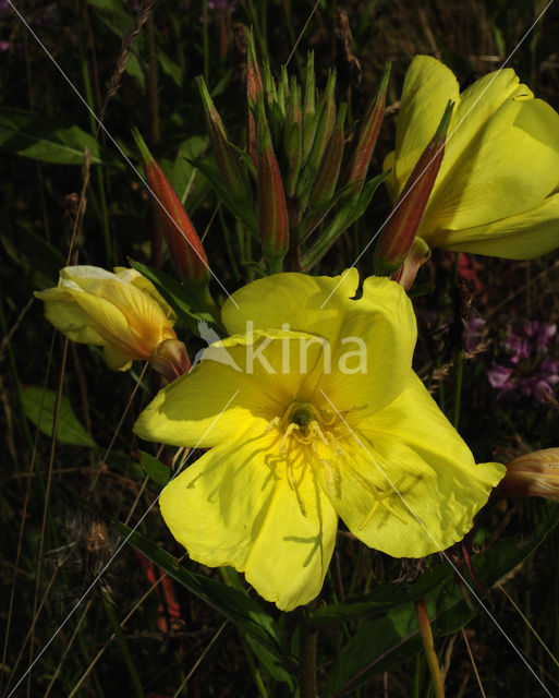 Grote teunisbloem (Oenothera erythrosepala)
