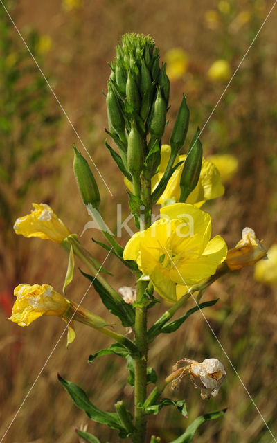 Grote teunisbloem (Oenothera erythrosepala)