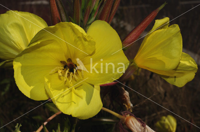 Small-flowered Early Primrose (Oenothera erythrosepala)