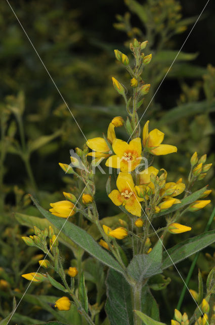 Yellow Loosestrife (Lysimachia vulgaris)