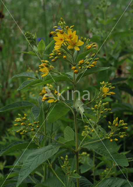 Grote wederik (Lysimachia vulgaris)