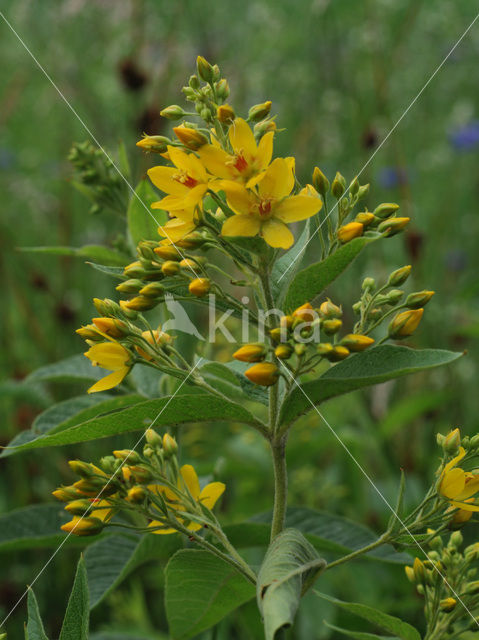 Grote wederik (Lysimachia vulgaris)