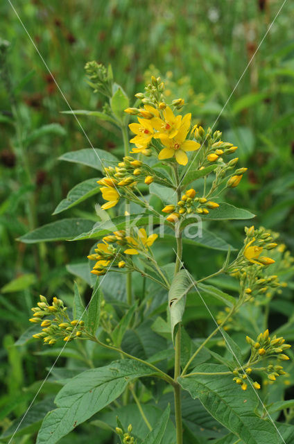 Yellow Loosestrife (Lysimachia vulgaris)