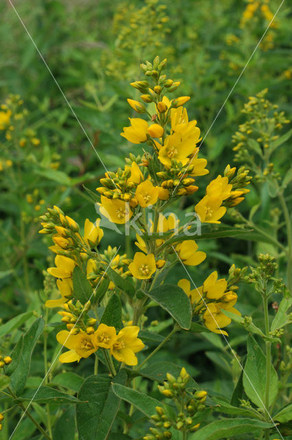 Yellow Loosestrife (Lysimachia vulgaris)