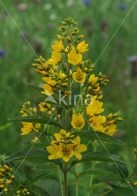 Grote wederik (Lysimachia vulgaris)