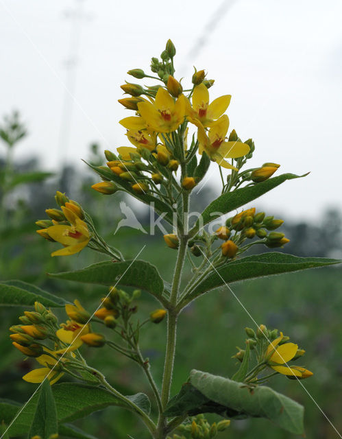 Yellow Loosestrife (Lysimachia vulgaris)