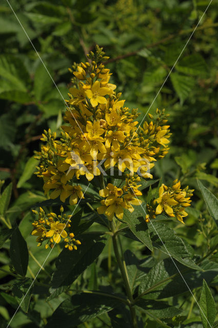 Yellow Loosestrife (Lysimachia vulgaris)