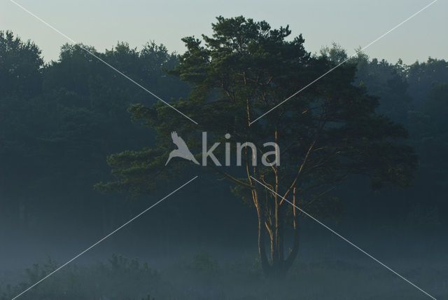 Grove den (Pinus sylvestris)