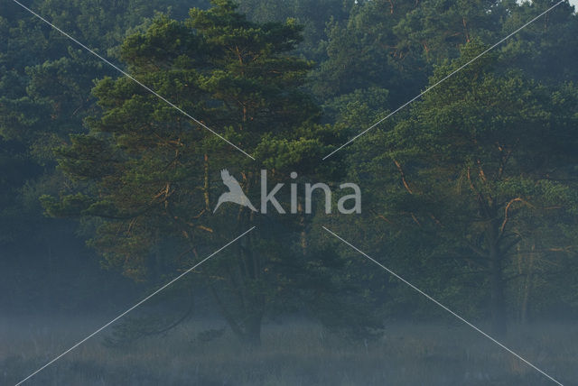 Scots Pine (Pinus sylvestris)