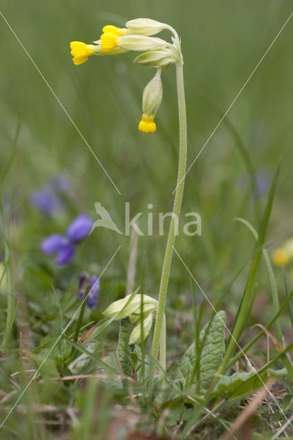 Gulden sleutelbloem (Primula veris)