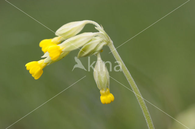 Cowslip (Primula veris)