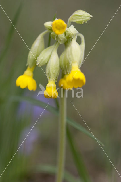 Gulden sleutelbloem (Primula veris)