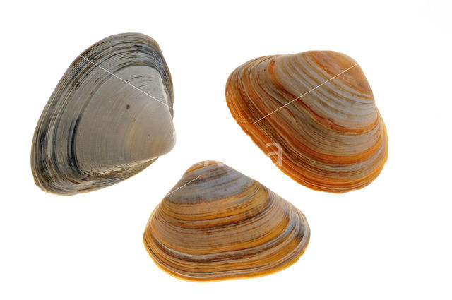 Cut Trough-shell (Spisula subtruncata)