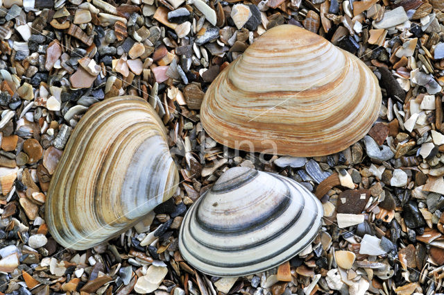 Halfgeknotte strandschelp (Spisula subtruncata)