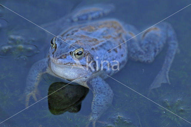 Moor Frog (Rana arvalis)