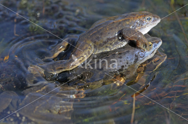 Moor Frog (Rana arvalis)