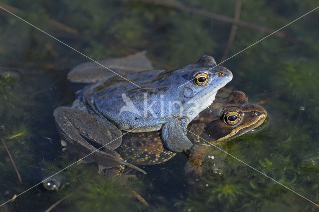 Moor Frog (Rana arvalis)