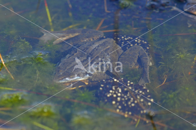 Moor Frog (Rana arvalis)