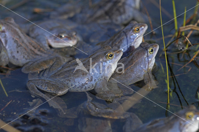 Heikikker (Rana arvalis)