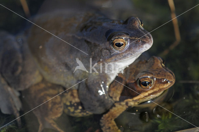 Moor Frog (Rana arvalis)