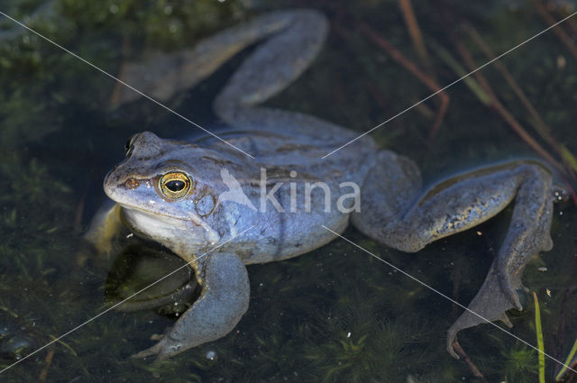 Moor Frog (Rana arvalis)