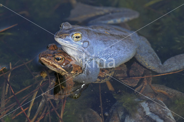 Moor Frog (Rana arvalis)