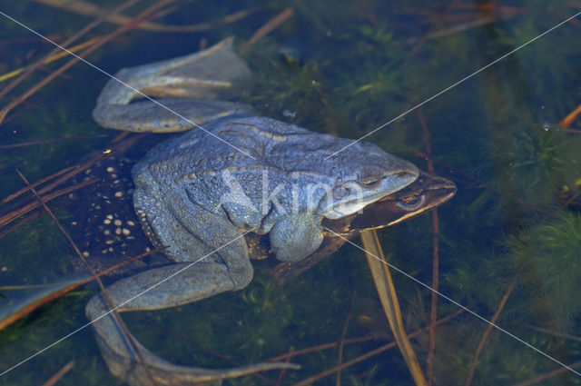 Moor Frog (Rana arvalis)