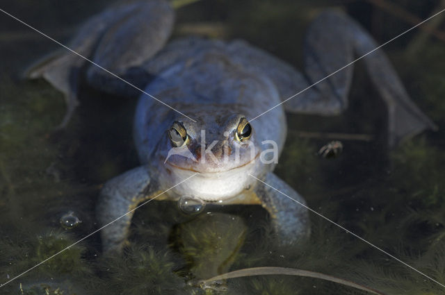 Moor Frog (Rana arvalis)