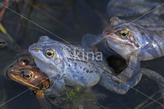 Heikikker (Rana arvalis)