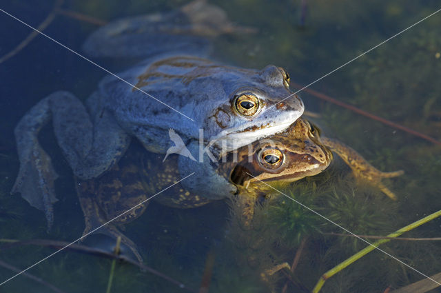 Moor Frog (Rana arvalis)