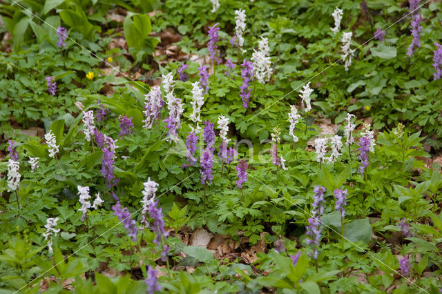 Hollow-root (Corydalis cava)