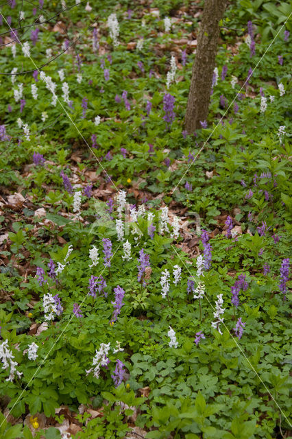 Holwortel (Corydalis cava)