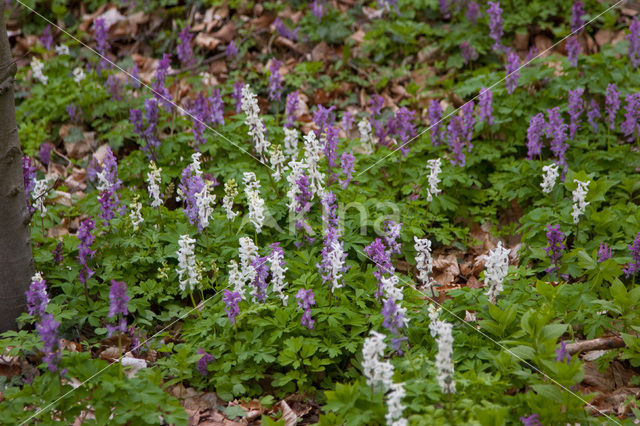 Holwortel (Corydalis cava)