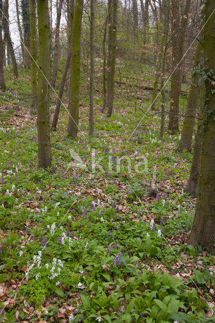 Hollow-root (Corydalis cava)