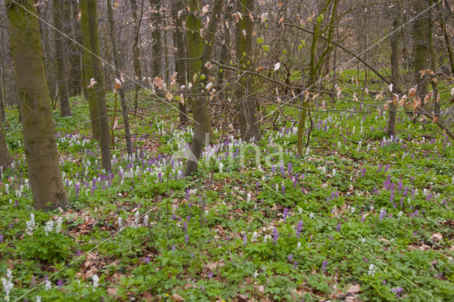Holwortel (Corydalis cava)