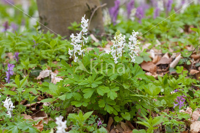 Hollow-root (Corydalis cava)