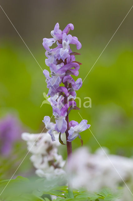 Hollow-root (Corydalis cava)