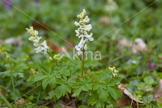 Hollow-root (Corydalis cava)