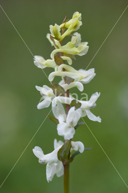 Hollow-root (Corydalis cava)