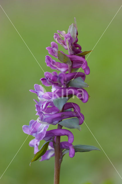 Hollow-root (Corydalis cava)