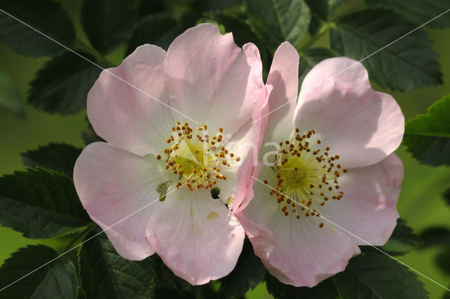 Dog-rose (Rosa canina)