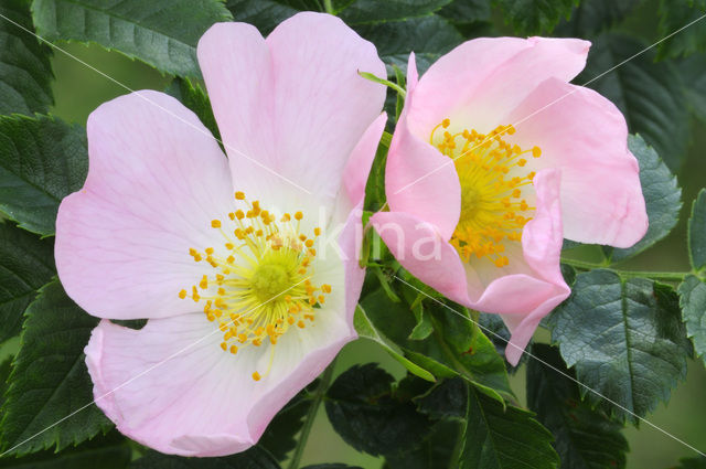 Dog-rose (Rosa canina)