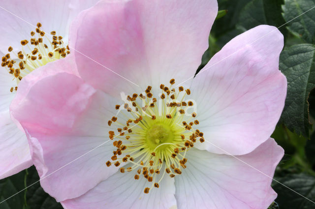 Dog-rose (Rosa canina)