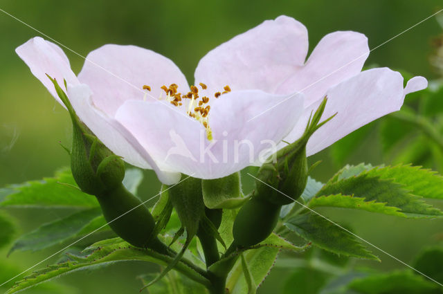 Dog-rose (Rosa canina)