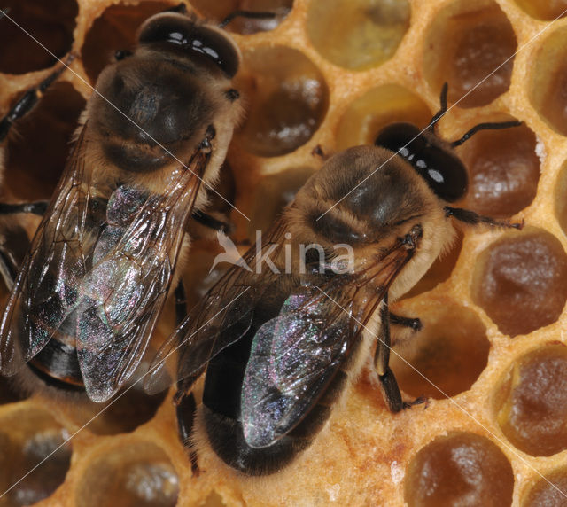 Honey bee (Apis mellifera)