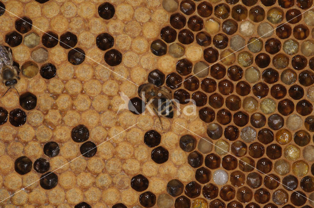 Honey bee (Apis mellifera)